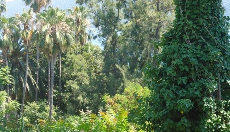 Property garden old town center Herceg Novi-Top Estate Montenegro