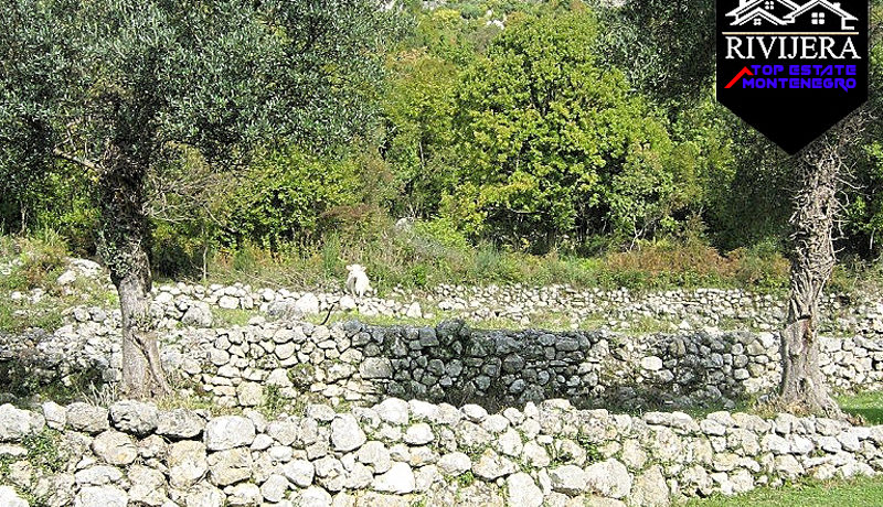 Veliki posjed Zelenika, Herceg Novi-Top Nekretnine Crna Gora